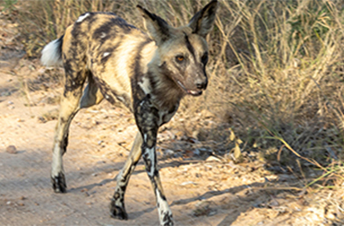 Exceptional game viewing on a self-drive safari in the Kruger National Park