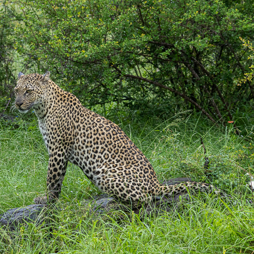 Leopard in Kruger on self-drive adventure to the Kruger National Park