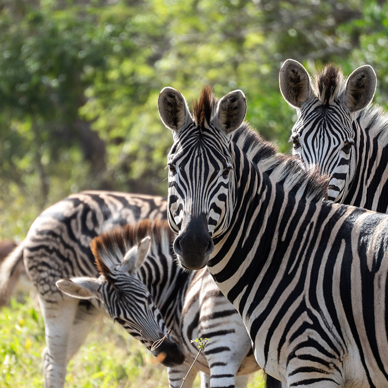 Wildlife in the Hulluwe Game Reserve