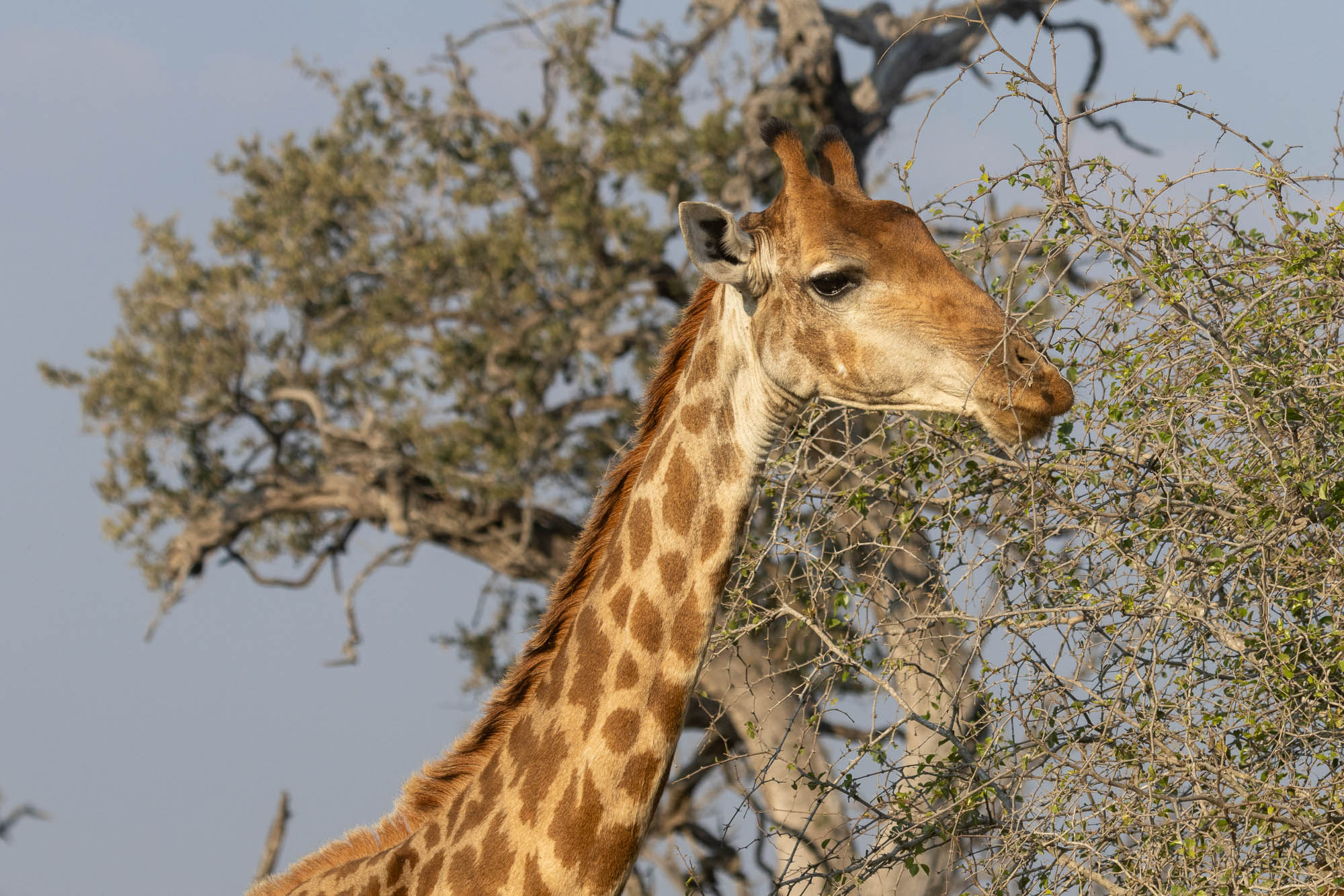 Giraffe in the Mjejane Game Reserve on our family safari