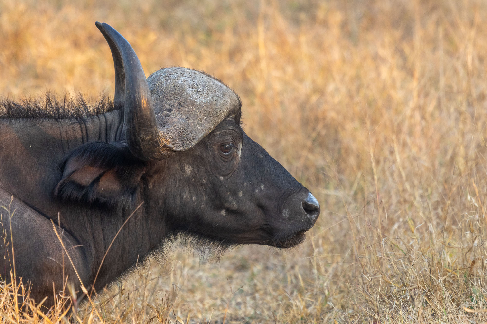 Buffalo sighting on family self-drive safari to Kruger and Mjejane River Lodge