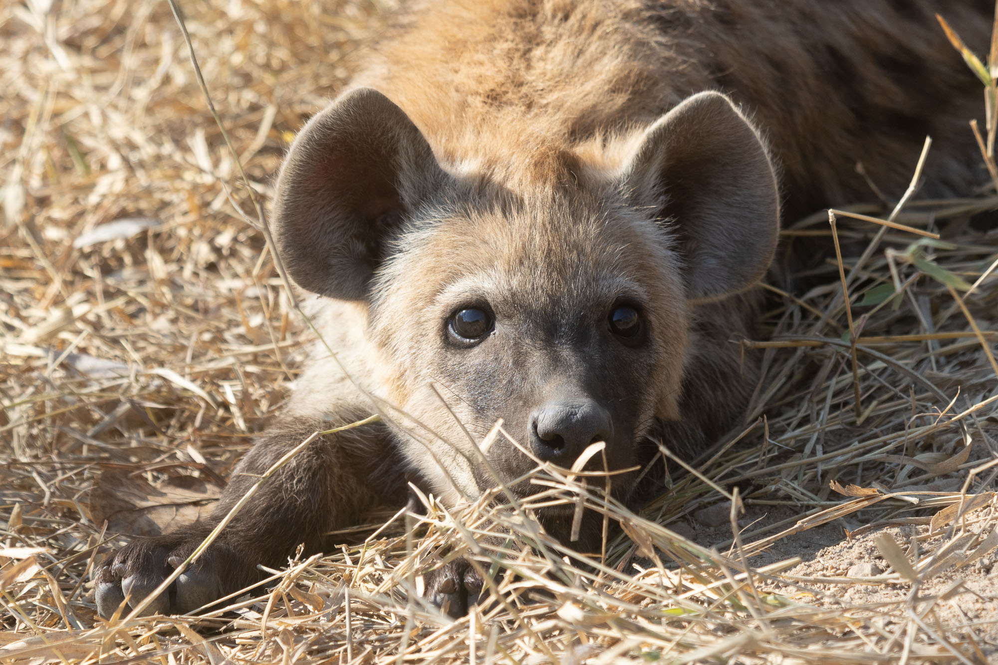 Hyena pup in the Kruger National Park